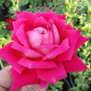 Pоза Фрехейтсглоке - розов - Чайно хибридни рози 